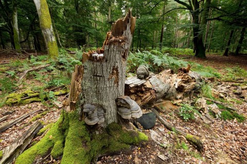 Dead and fallen beech (Fagus sylvatica)