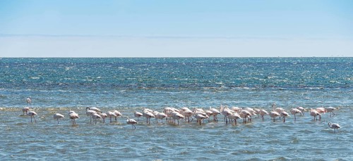 American Flamingoes (Phoenicopterus ruber)
