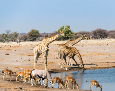 Giraffe (Giraffa camelopardalis)