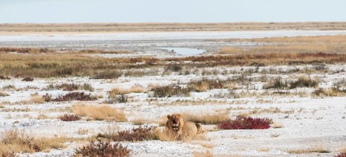 Lion (Panthera leo)