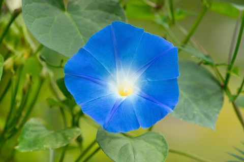 Heavenly Blue Morning Glory (Ipomoea tricolor)
