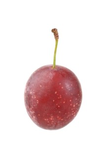 Cherry plum