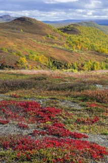 Vegetation in autumn colours