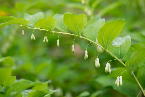 Solomon's Seal or Eurasian Solomon's Seal (Polygonatum multiflorum)