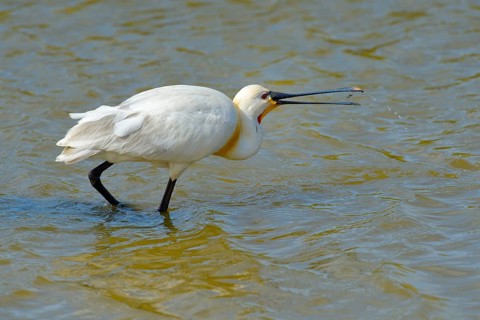 Spoonbill (Platalea leucorodia)