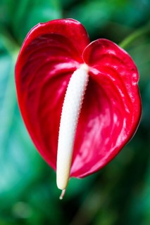 Red Flamingo Flower (Anthurium paradiso)