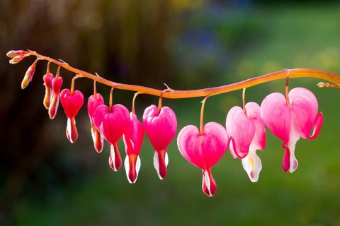 Bleeding Heart (Lamprocapnos spectabilis)