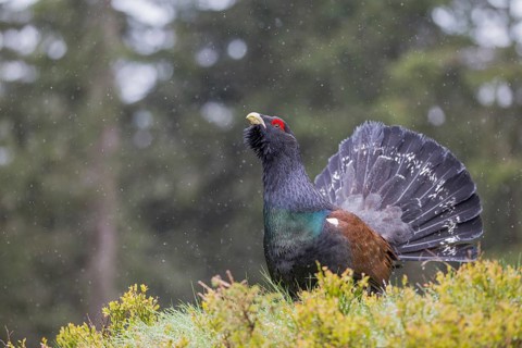 Capercaillie or Western Capercaillie (Tetrao urogallus)