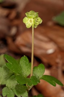 Moschatel (Adoxa moschatellina)