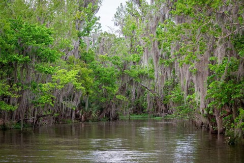 Spanish Moss (Tillandsia usneoides) growing on trees