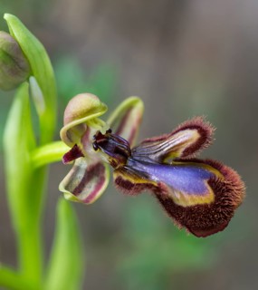 Mirror Orchid (Ophrys speculum)