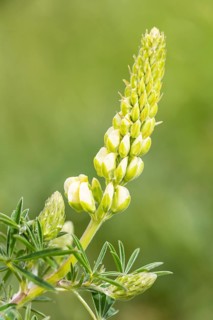 Bigleaf Lupine or Garden Lupine (Lupinus polyphyllus)