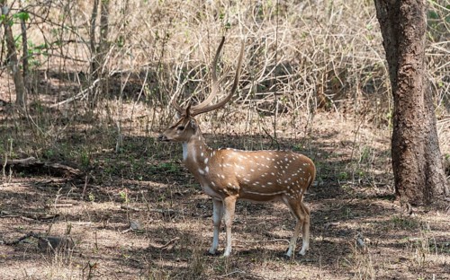 Chital (Axis axis)