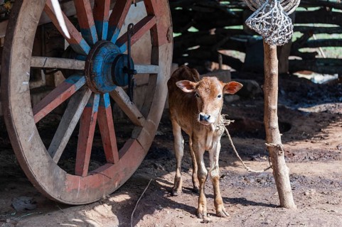 Calf