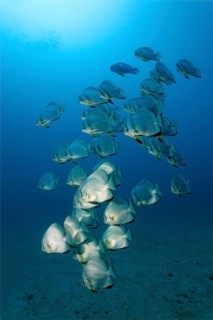 School of teira batfish (Platax teira)