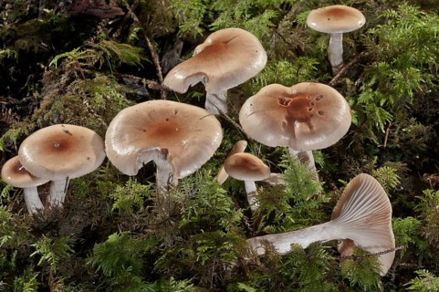 Clay Waxy Cap (Hygrophorus discoideus)