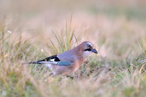 Eurasian Jay (falco tinnunculus) in a meadow