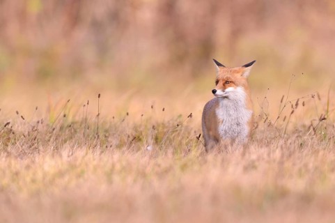Red Fox (Vulpes vulpes) on a meadow in autumn