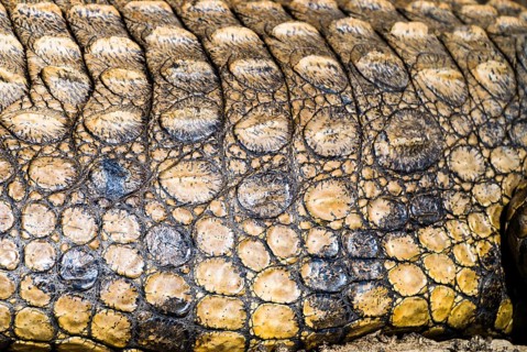 Nile Crocodile (Crocodylus niloticus)