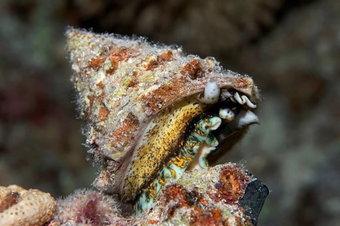 Top snail (Trochidae)