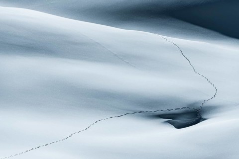 Animal tracks on snow surface with light and shadow