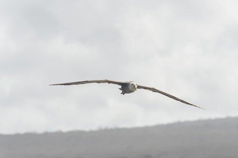 Waved Albatross or Galapagos Albatross (Phoebastria irrorata) in flight