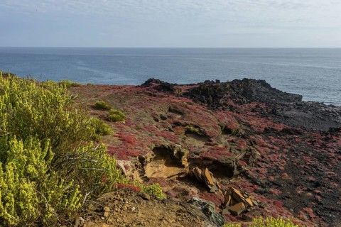 Endemic plants