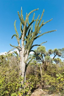 Madagascan Ocotillo or Alluaudia (Alluaudia procera)