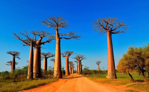Baobab trees (Adansonia grandidieri)