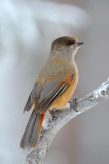Siberian Jay (Perisoreus infaustus) on perch