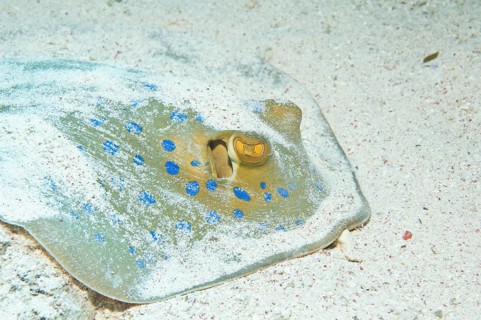Bluespotted Ribbontail Ray (Taeniura lymma)