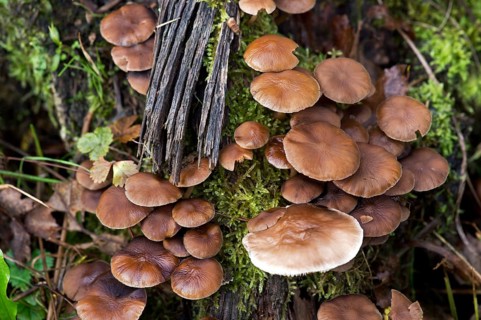 Cortinarius mushrooms (Cortinarius damascenus)