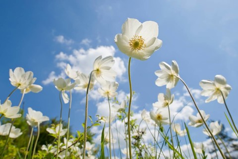 Snowdrop Anemones (Anemone sylvestris) flowers against a blue sky