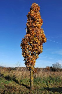 Cypress Oak (Quercus rubor) in autumn foliage