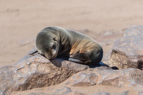 Young Brown Fur Seal or Cape Fur Seal (Arctocephalus pusillus) sleeping on a rock