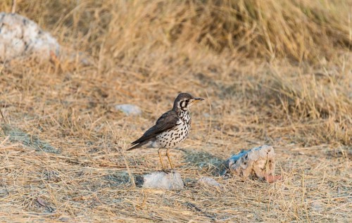 Groundscraper Thrush (Psophocichla litsipsirupa)