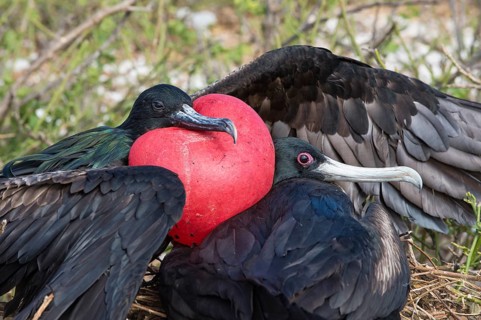 Great Frigatebirds (Fregata minor)
