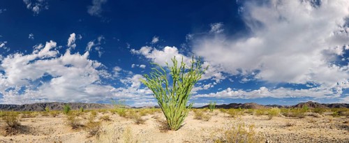 Ocotillo Shrub (Fouquieria splendens) with clouds in the sky