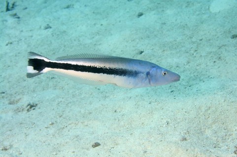 Blue blanquillo (Malacanthus latovittatus)