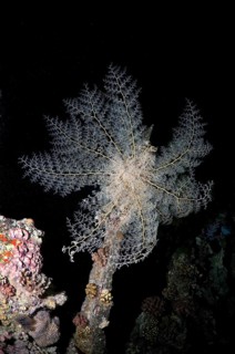 Basket Star (Gorgonocephalus caryi)
