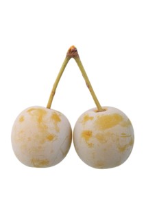 Zibartes