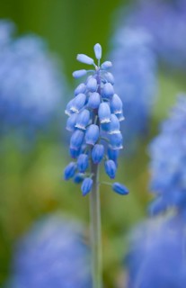 Small Grape Hyacinth (Muscari botryoides)