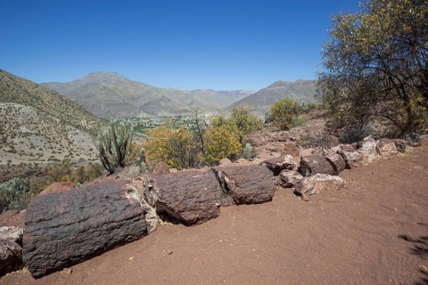 Petrified Araucaria wood