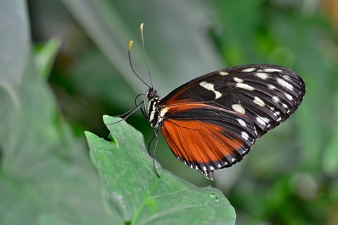 Five-spotted Longwing (Heliconius hecalesia)