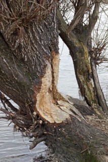 Beaver bite marks on a tree on the Elbe river