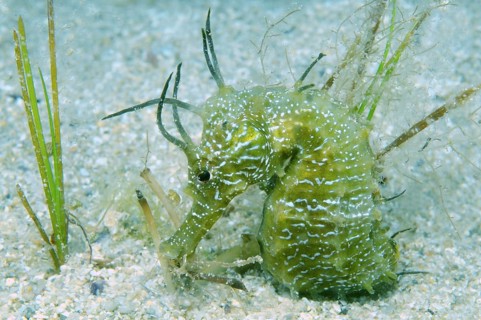 Short-snouted Seahorse (Hippocampus hippocampus)
