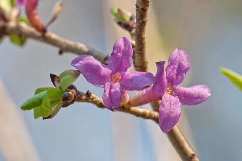 Mezereon (Daphne mezereum)