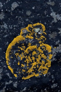 Caloplaca lichen (Caloplaca) on rock