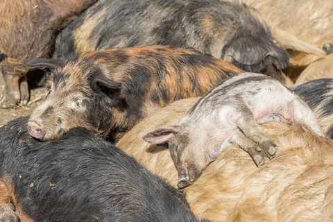 Mangalitsa or Mangalitza Pigs (Sus scrofa domestica)