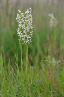 Lesser Butterfly Orchid (Platanthera bifolia)